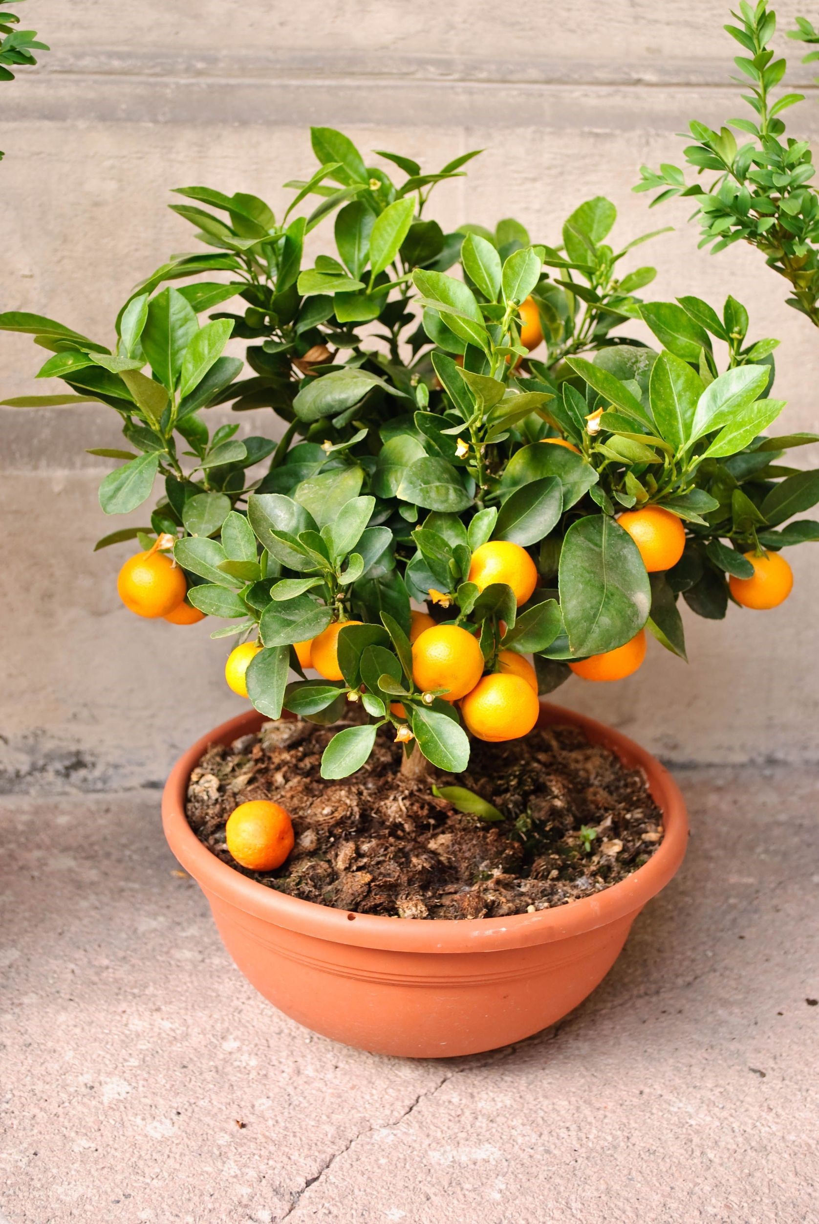 budidaya tanaman jeruk